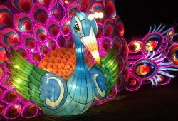 Magical Lantern Festival 2017_Peacock
